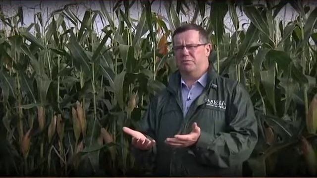 Силосная кукуруза: прогнозируем дату сбора урожая смотреть онлайн