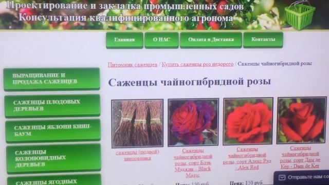 САЖЕНЦЫ ЧАЙНО ГИБРИДНОЙ РОЗЫ. ДОСТАВКА ПО ВСЕЙ РОССИИ И КРЫМУ. E-MAIL: sennarosefree@gmail.com смотреть онлайн