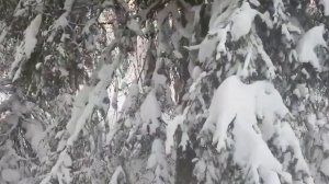 ПУШНОЙ ПРОМЫСЕЛ.соболь