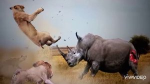 «Зачем носорогу рога?» — урок для любопытных ребят.