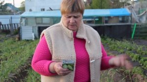Посадка Кабачков. Как Правильно Подготовить Грядку для Кабачков.