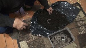 Дендробена Венета –  как разводятся черви для рыбалки