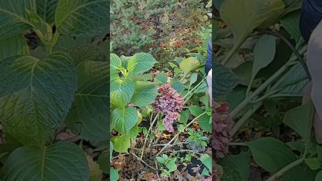 Укрывать крупнолистную гортензию на зиму надо вовремя.