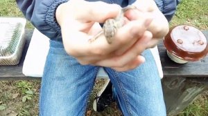 КАК ПРАВИЛЬНО СДЕЛАТЬ ТЕРРАРИУМ ДЛЯ ПРЫТКИХ ЯЩЕРИЦ