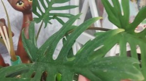 Филодендрон изящный (Elegans)