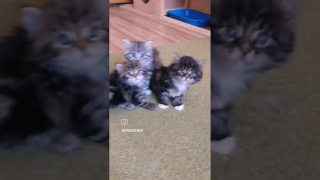 меховым колобочкам 5 недель. сибирские котята. смотреть онлайн