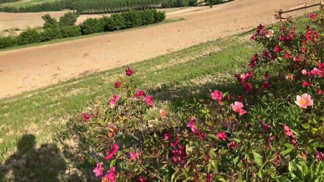 Mutabilis Chinensis смотреть онлайн