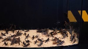 ЧТО БУДЕТ ЕСЛИ БОЛЬШОЙ ХАМЕЛЕОН УВИДИТ 100 ГОЛОДНОЙ САРАНЧИ? ЗВЕРСКАЯ БИТВА КРАБА С САРАНЧЕЙ!