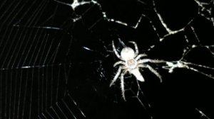 Паук Обыкновенный Крестовик (лат. Araneus diadematus). Август 2022 (ночная съёмка)