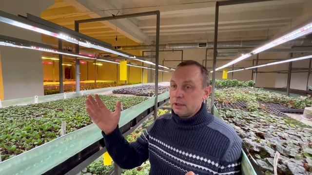 Цветочный бизнес на рассаде|Сеянцы и черенки в подвале