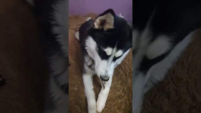 ХАСКИ&НЮША ЛУЧШИЙ КАВЕР. ВОЮ НА ЛУНУ. смотреть онлайн