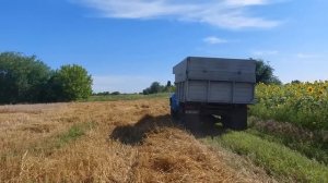 Последний выезд ЗИЛ-130 на бензине/Уборка зерновых2022/Слабый урожай/Тракторный-ЗиЛ