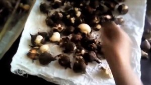 Пересаживаю и сажаю тюльпаны по новому, на #СЕТКУ