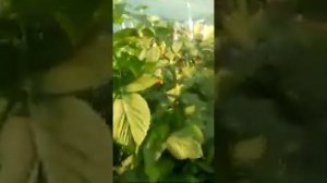 Питомник "Тургеньская ягода", ремонтантный сорт малины Маргарита.