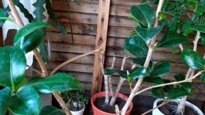 КАМЕЛИИ ПОСЛЕ ПЕРЕСАДКИ