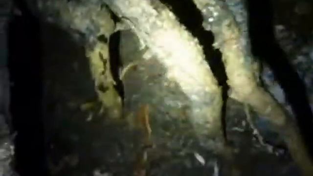 Ёлка коряга. Есть варианты поделок, нужно определиться. смотреть онлайн