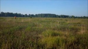 Открытые Состязаниях Легавых Собак Ранга САСТ на приз портала NATASKA.RU «Гжельские Зори»