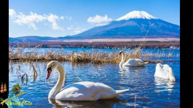 morningstar flute song background music flute emotional background music no copyright flute music смотреть онлайн