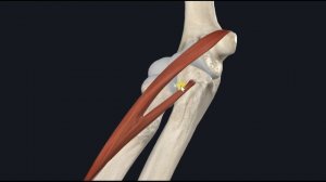 Круглый пронатор (m. pronator teres) 3D Анатомия