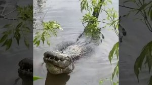 Раздраженный крокодил. Когда он злой, крокодил может громко шипеть или даже рычать.