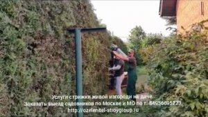 Заказать услуги по стрижке живых изгородей на дачных участках Москвы и Подмосковья по т. 84956695223