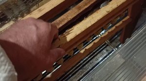 Инкубатор для вывода пчеломаток