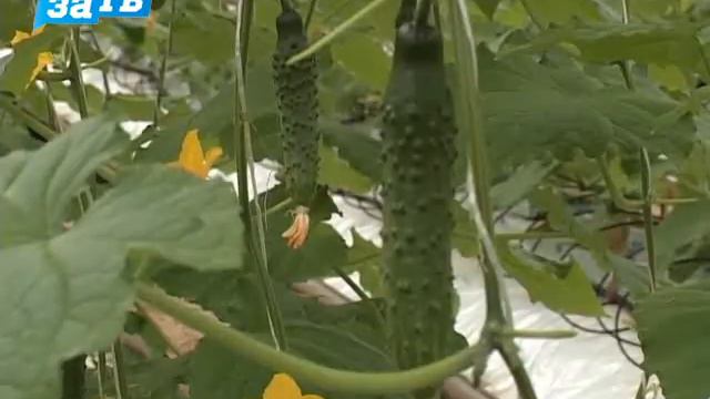 Сбор огурцов смотреть онлайн