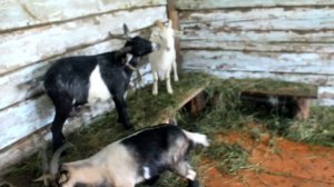 Стадо коров в гостях у коз