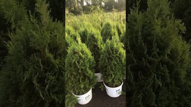 North Pole® Arborvitae pa grower 2156518329