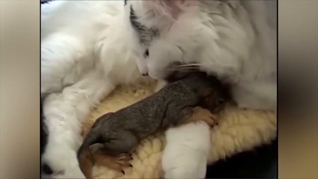 Животные воспитывают не своих детей! смотреть онлайн