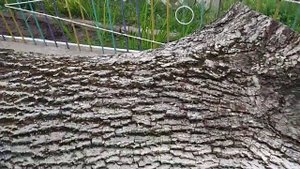 Улов. Бревно орех. Древесина грецкого ореха. Walnut sleb