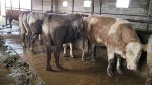 Бык перестал есть корма, встал желудок?! Продажа аулиекольских бычков и коров.