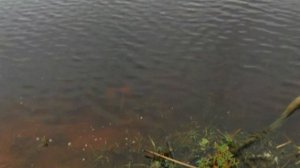 Микроджиг по холодной воде. Осенний окунь.