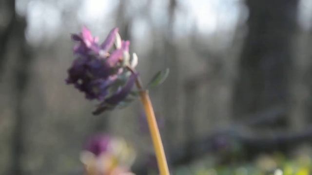 Подснежники синие смотреть онлайн