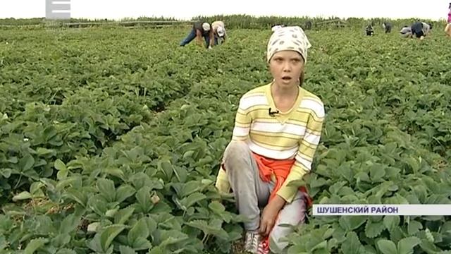Клубника созрела. Собираем урожай. (Енисей Минусинск)