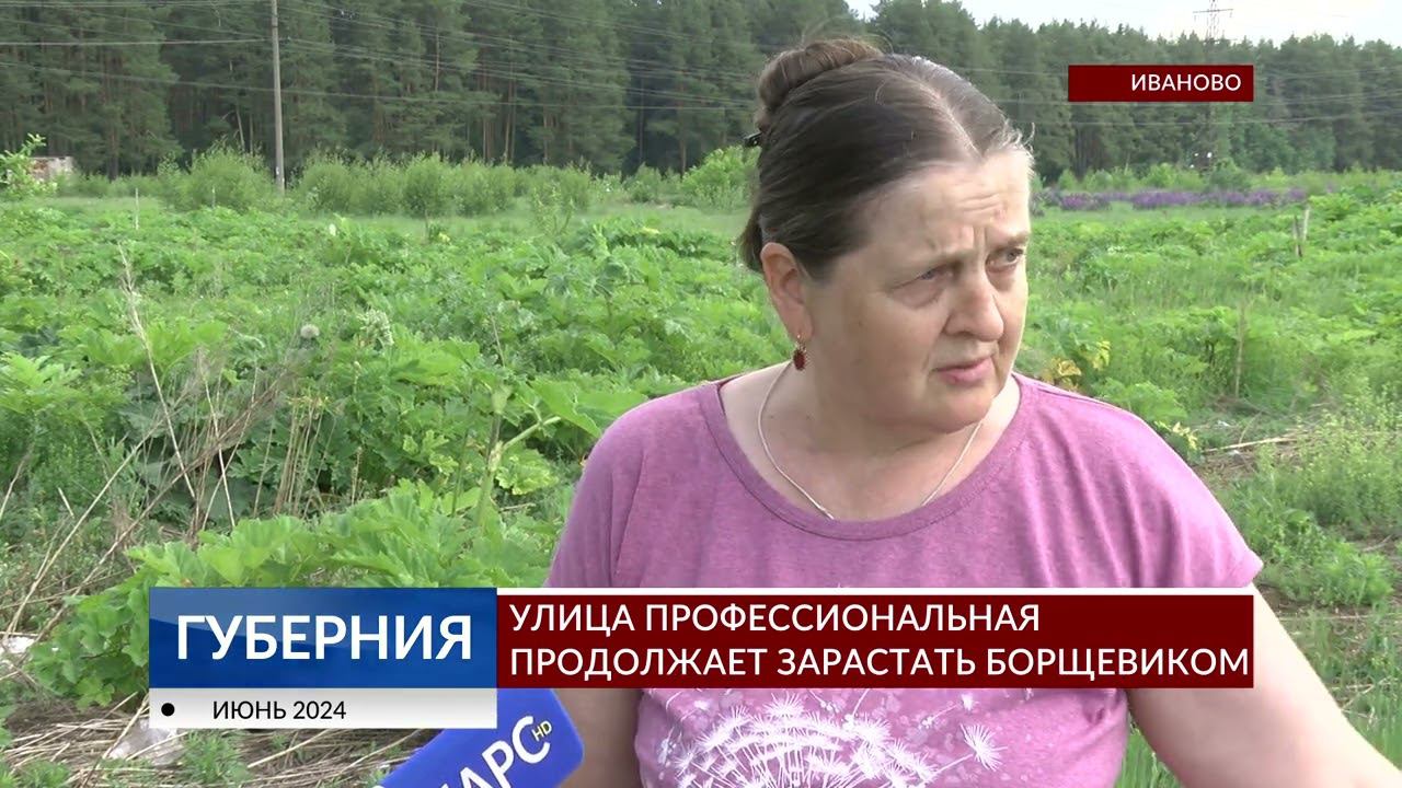 Улица Профессиональная продолжает зарастать борщевиком