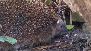 Egel - Erinaceus europaeus