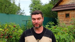 МАЛИНО - ПОЛЯНИЧНЫЙ ГИБРИД! Малиновое чудо в ВАШЕМ саду! Описание сорта