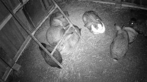 Кролики в яме. Первый крольчонок. 21 день от роду.