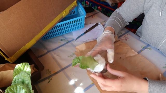 Распаковка посылки со стрептокарпусами смотреть онлайн