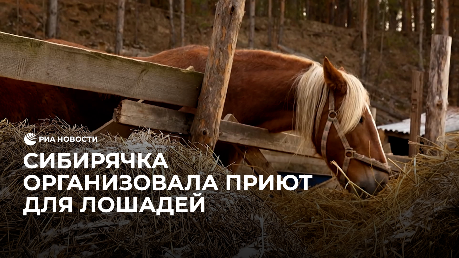 Сибирячка организовала приют для лошадей