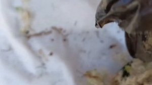 Обзор новинок пионов в моей коллекции!#пионы #цветоводство #обзор