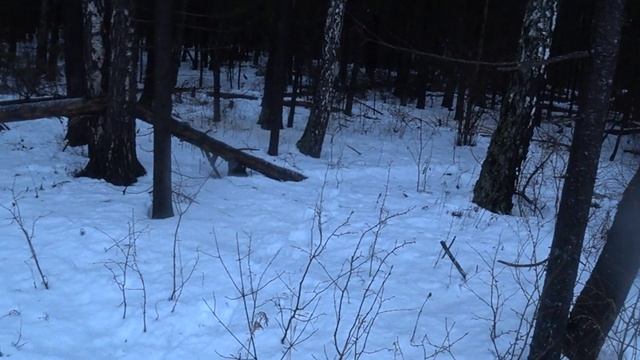 Охота на зайца и лису с Эстонской гончей 24.12.22. смотреть онлайн