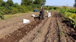 День-2-Сравнение ККМ-1 с самодельной копалкой типа Дельфин к мотоблоку НЕВА.