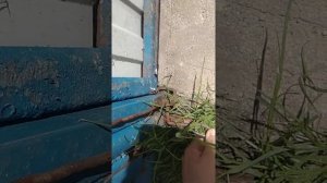 Замок на калитку (свой чужой) с двух сторон лапкой в низ!!!