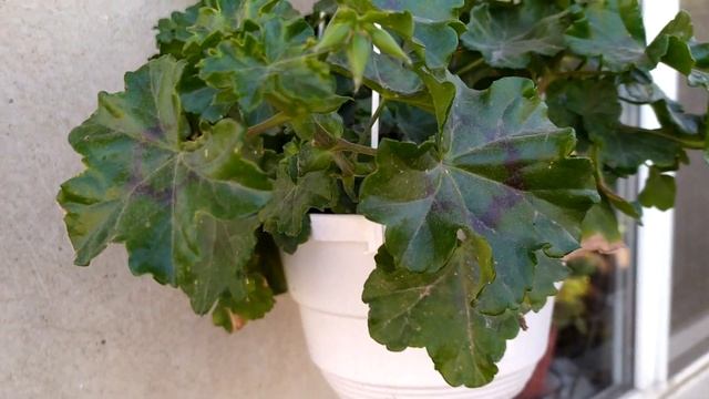 Жёлтая тюльпановидная пеларгония куплена на AliExpress. смотреть онлайн