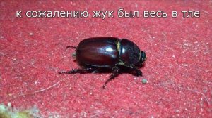 Самка жука носорога и тля