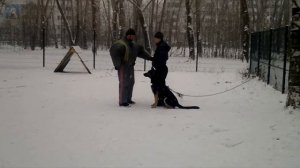 Дрессировка собаки видео, подготовки к русскому рингу