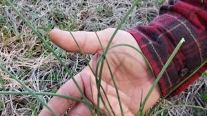 Foraging in Georgia for wild chives/onions #AOKlife