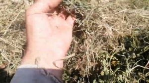 Сено загорелось, пришлось заново сушить...